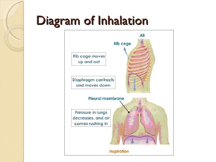 inhalation diagram image gallery inhale diagram inhalation diagram image gallery inhale diagram
